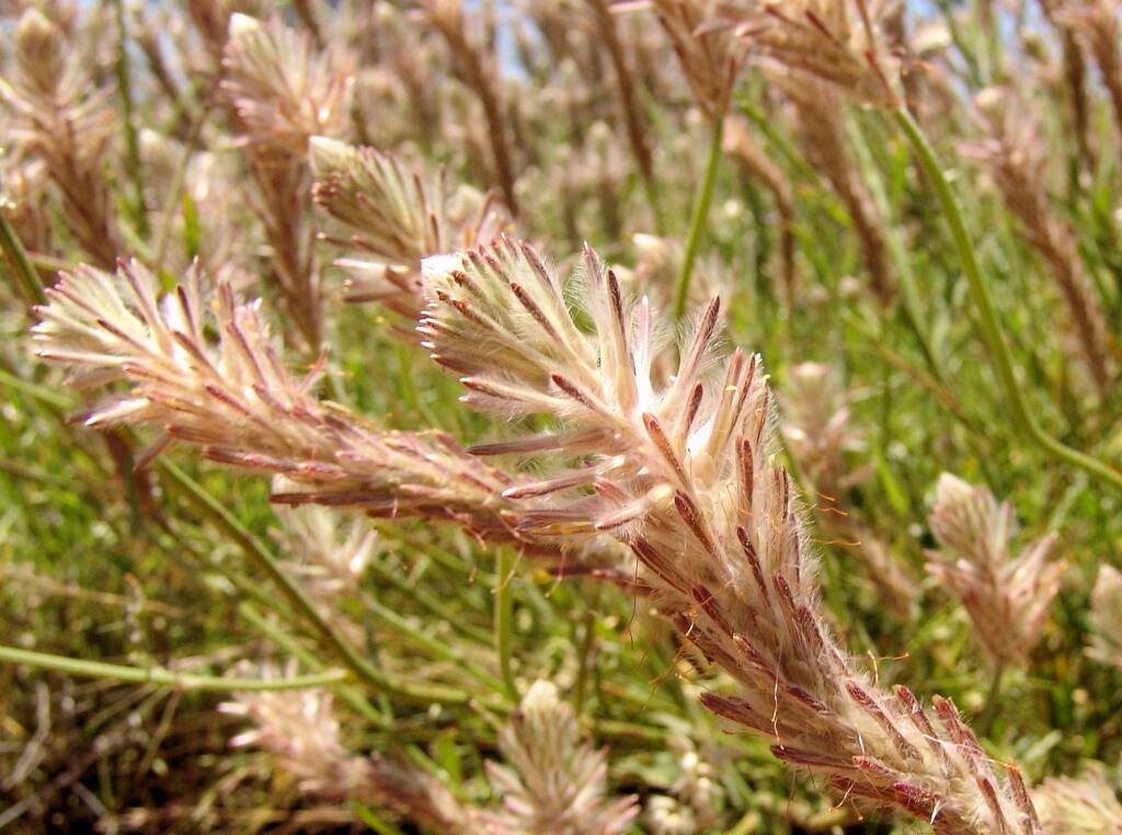 Red Pussytail (Ptilotus polystachyus), Owens Springs, NT
