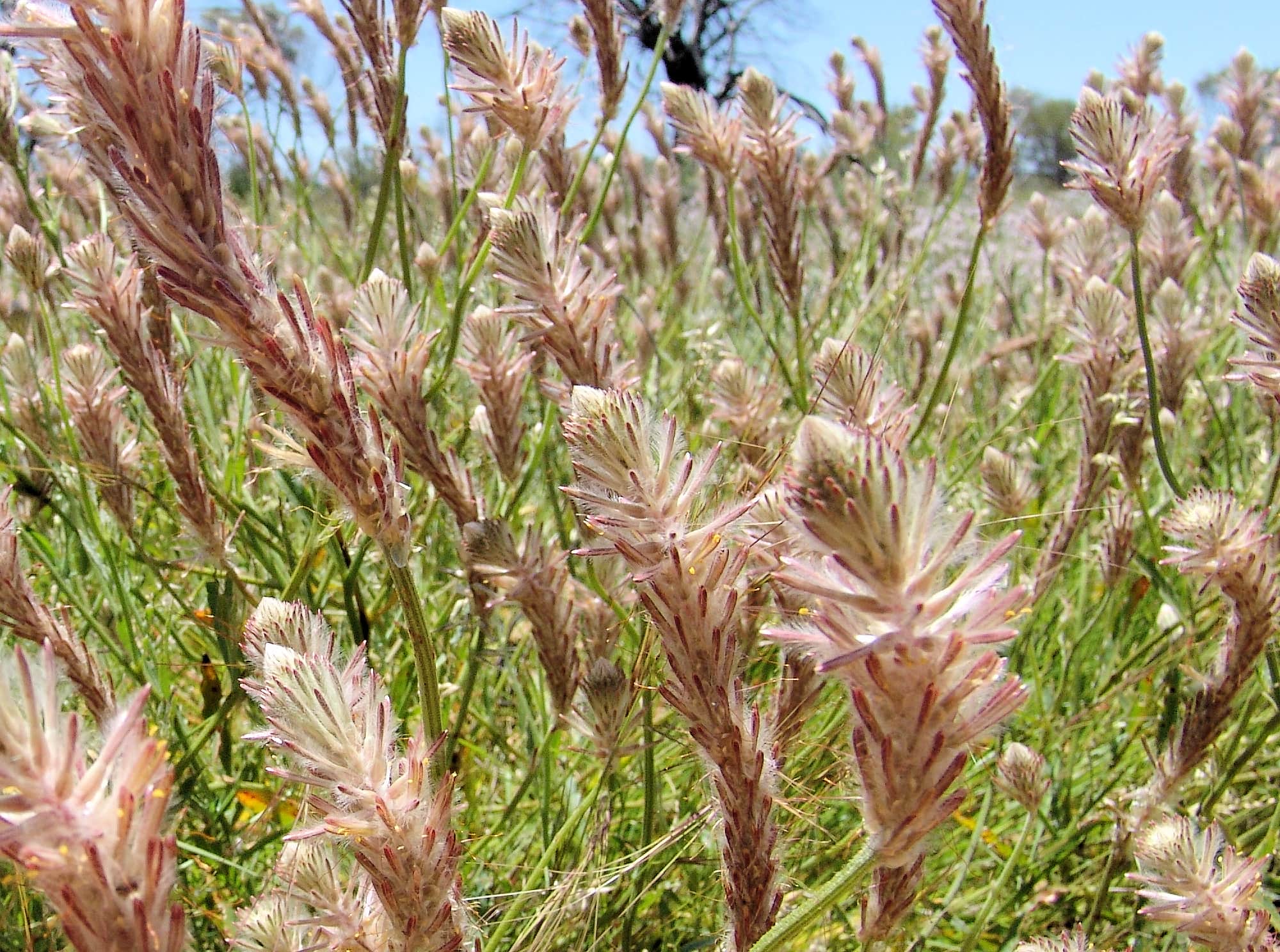 Red Pussytail (Ptilotus polystachyus), Owens Springs, NT