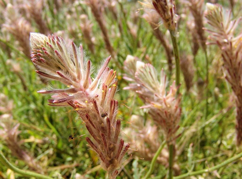 Red Pussytail (Ptilotus polystachyus), Owens Springs, NT