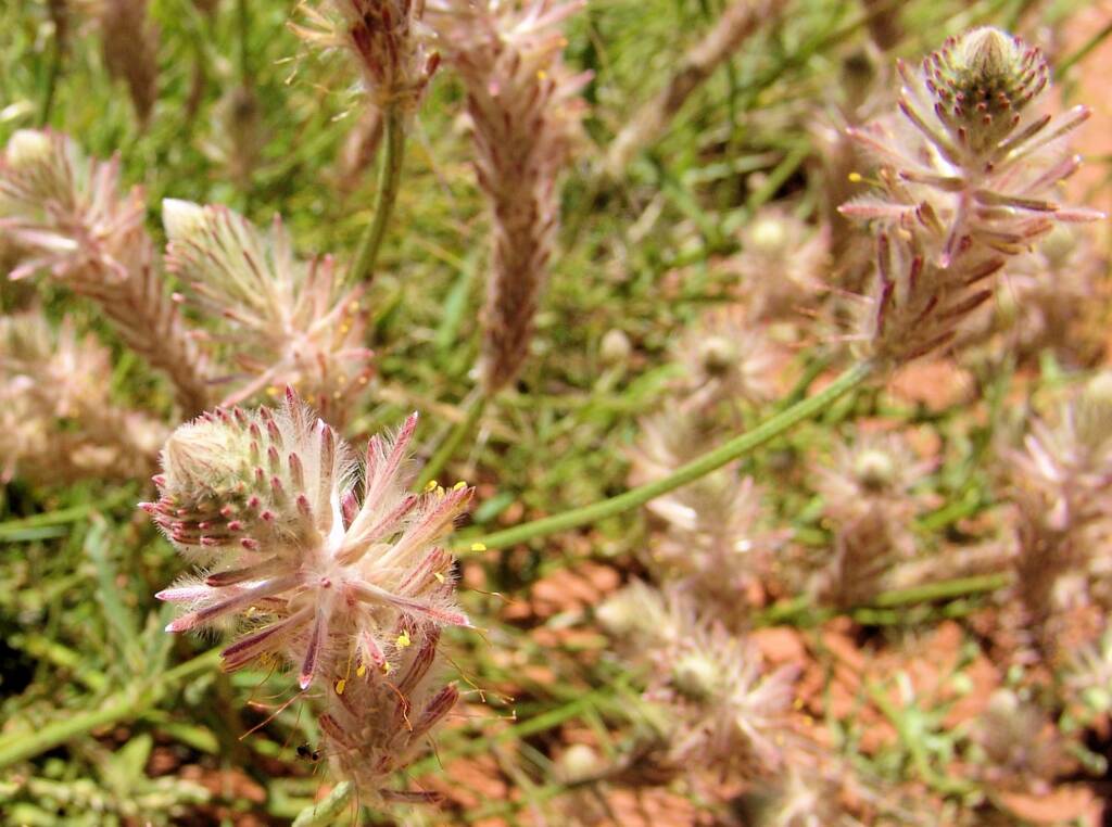 Red Pussytail (Ptilotus polystachyus), Owens Springs, NT