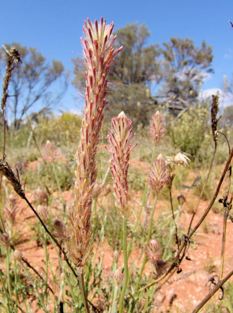 Red Pussytail (Ptilotus polystachyus)