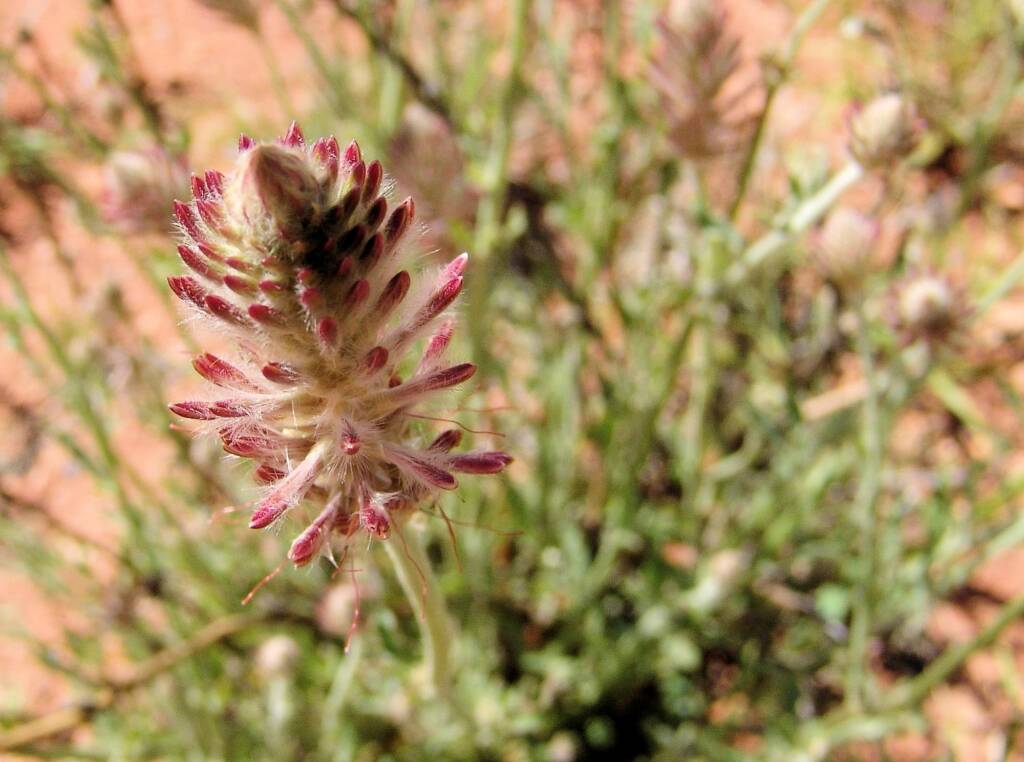 Red Pussytail (Ptilotus polystachyus)