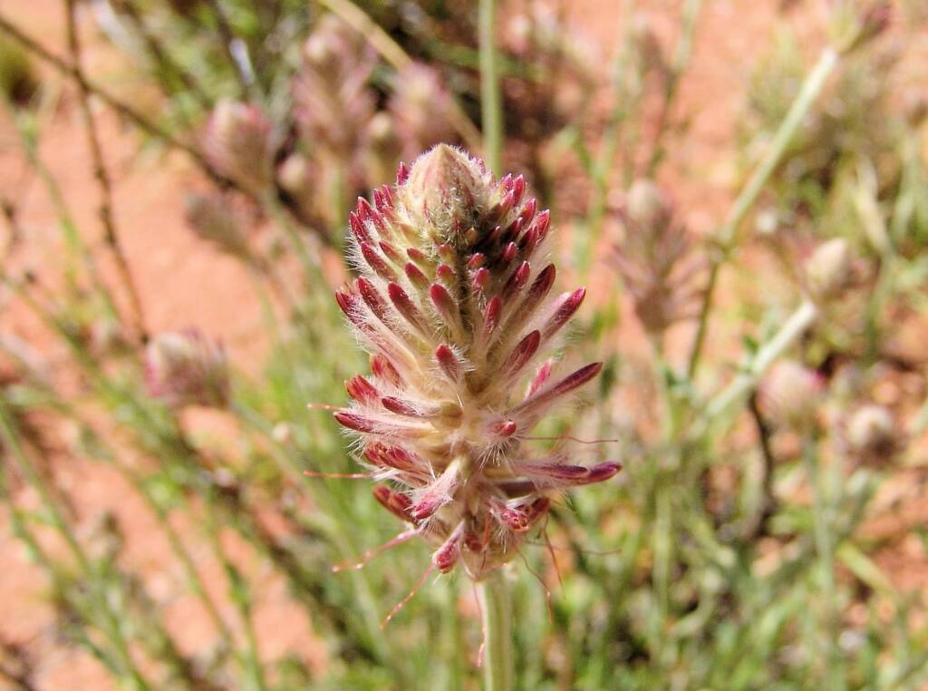 Red Pussytail (Ptilotus polystachyus)