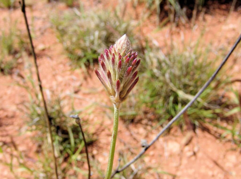 Red Pussytail (Ptilotus polystachyus)