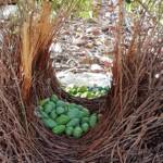 The renovated bower of the Western Bowerbird
