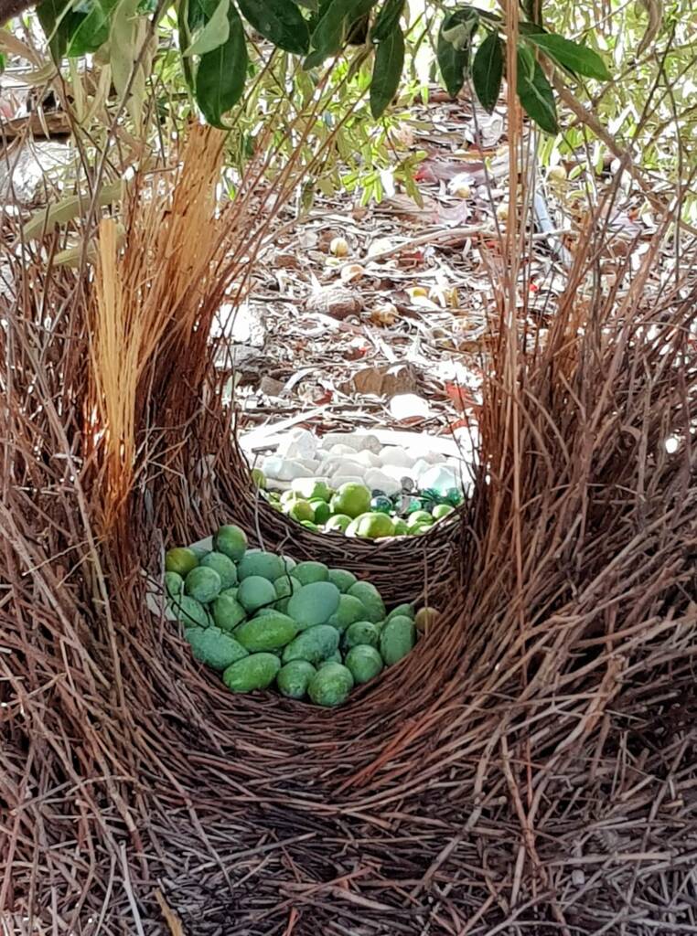 The renovated bower of the Western Bowerbird