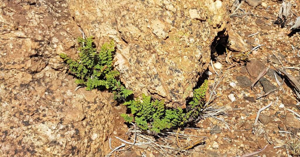 Resurrection Fern (Cheilanthes lasiophylla)