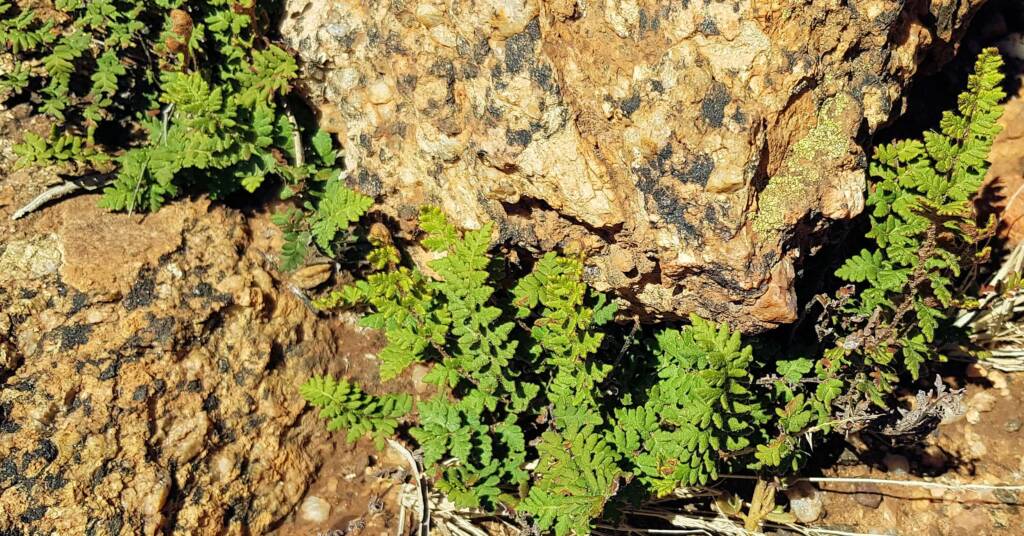 Resurrection Fern (Cheilanthes lasiophylla)