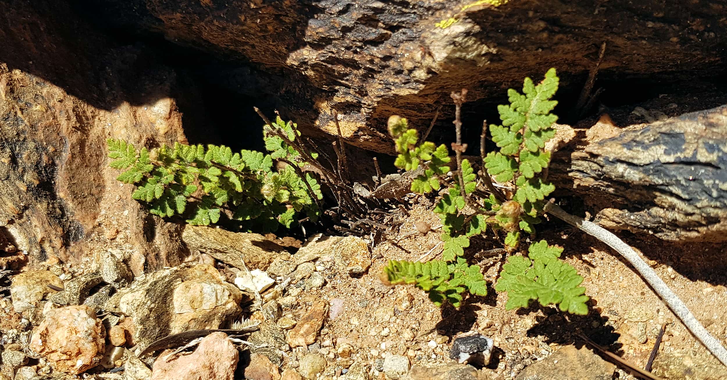 Resurrection Fern (Cheilanthes lasiophylla)