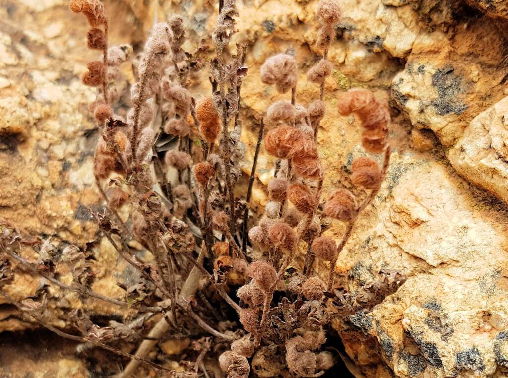 Resurrection Fern (Cheilanthes lasiophylla)