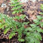 Resurrection Fern (Cheilanthes lasiophylla)