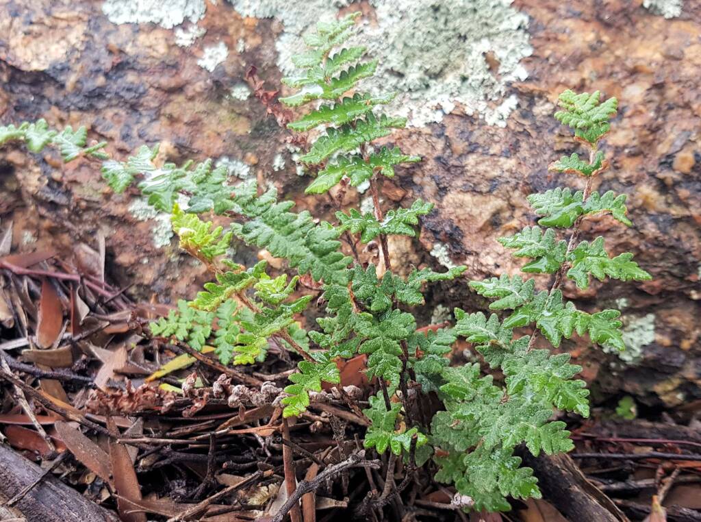 Resurrection Fern (Cheilanthes lasiophylla)