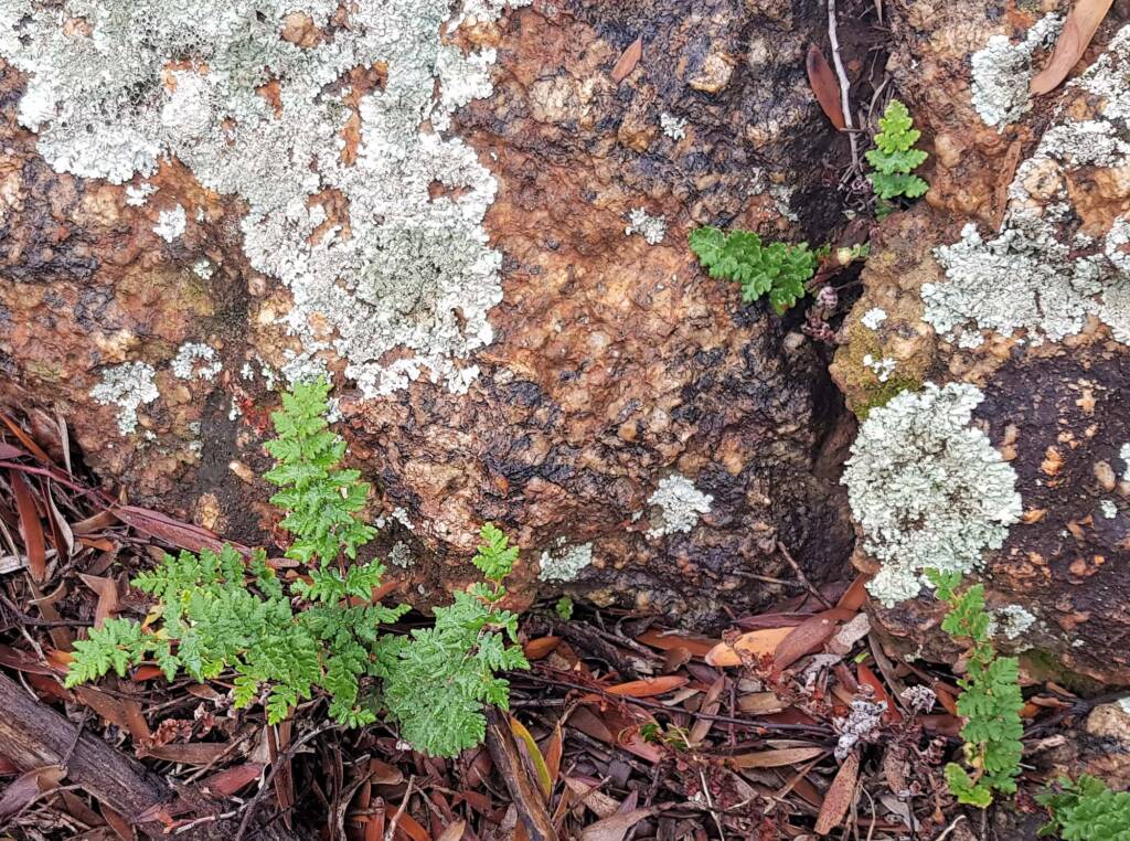 Resurrection Fern (Cheilanthes lasiophylla)