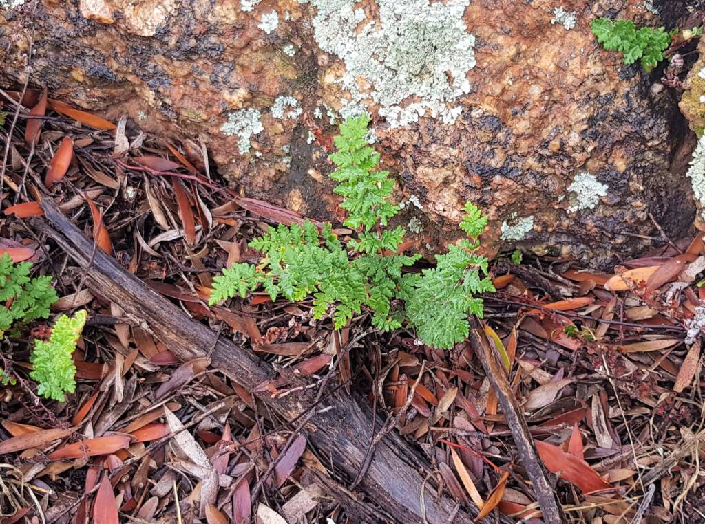 Resurrection Fern (Cheilanthes lasiophylla)