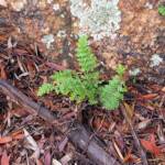 Resurrection Fern (Cheilanthes lasiophylla)