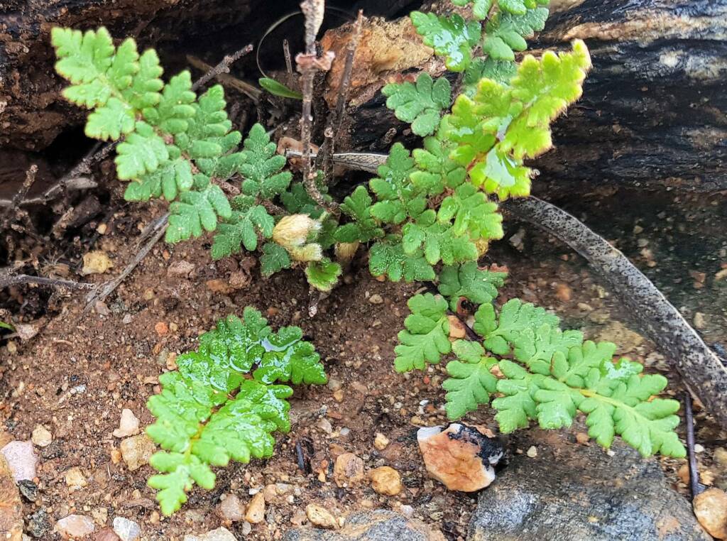 Resurrection Fern (Cheilanthes lasiophylla)