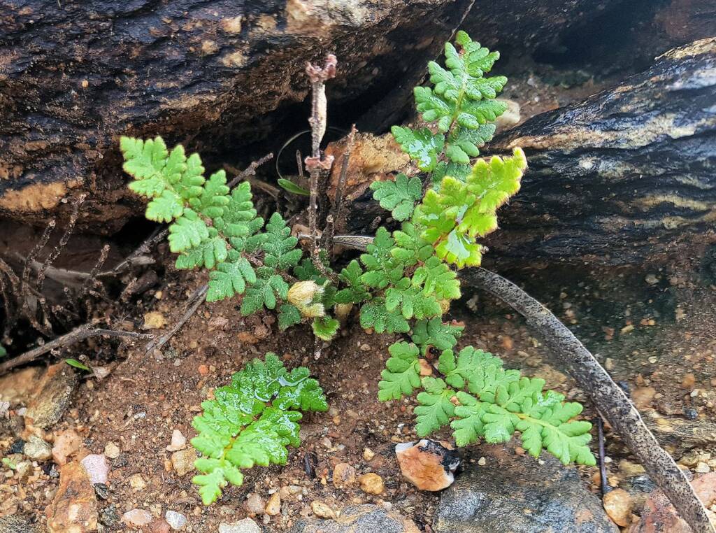 Resurrection Fern (Cheilanthes lasiophylla)