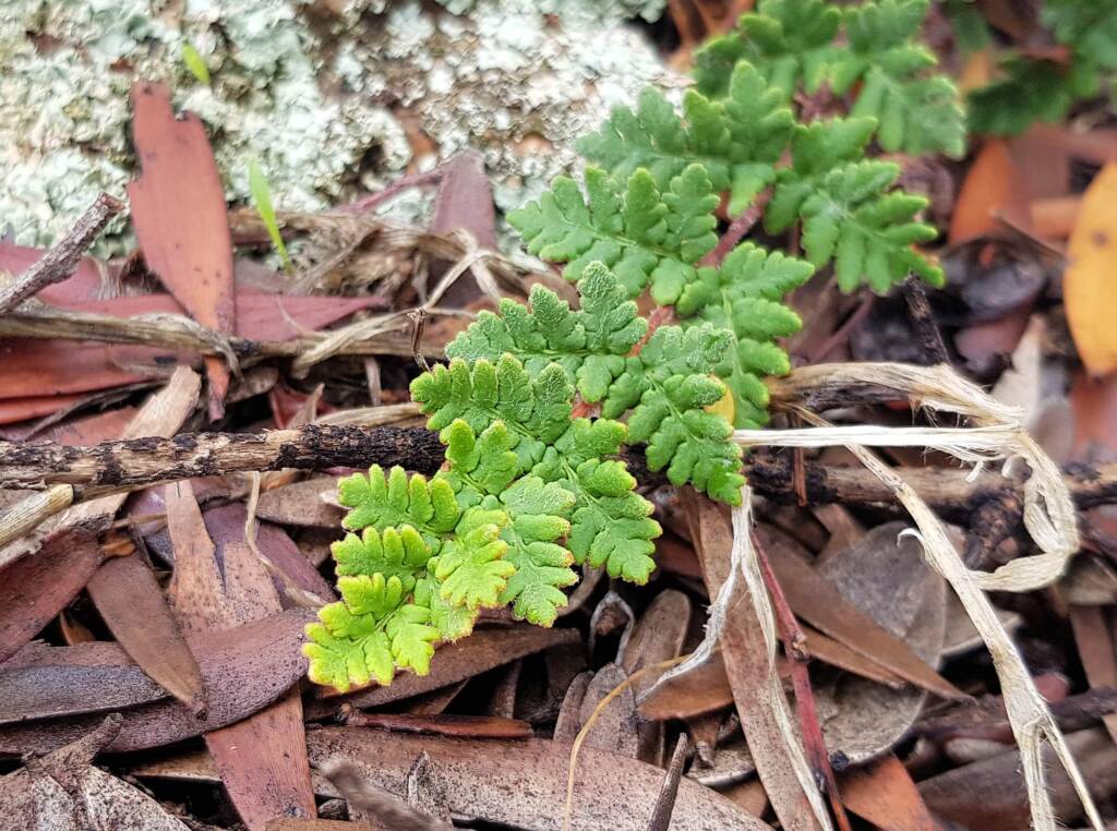 Resurrection Fern (Cheilanthes lasiophylla)