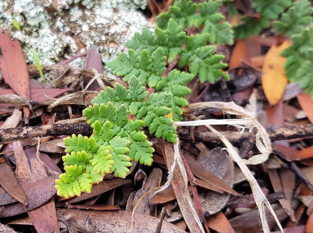 Resurrection Fern (Cheilanthes lasiophylla)