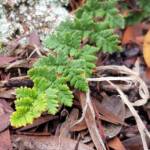 Resurrection Fern (Cheilanthes lasiophylla)
