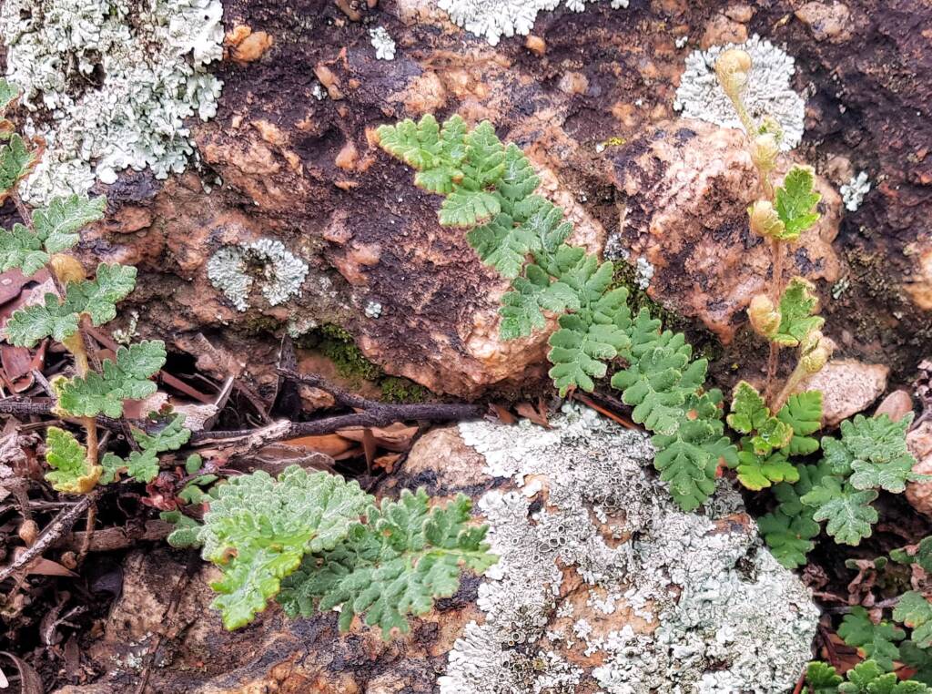 Resurrection Fern (Cheilanthes lasiophylla)