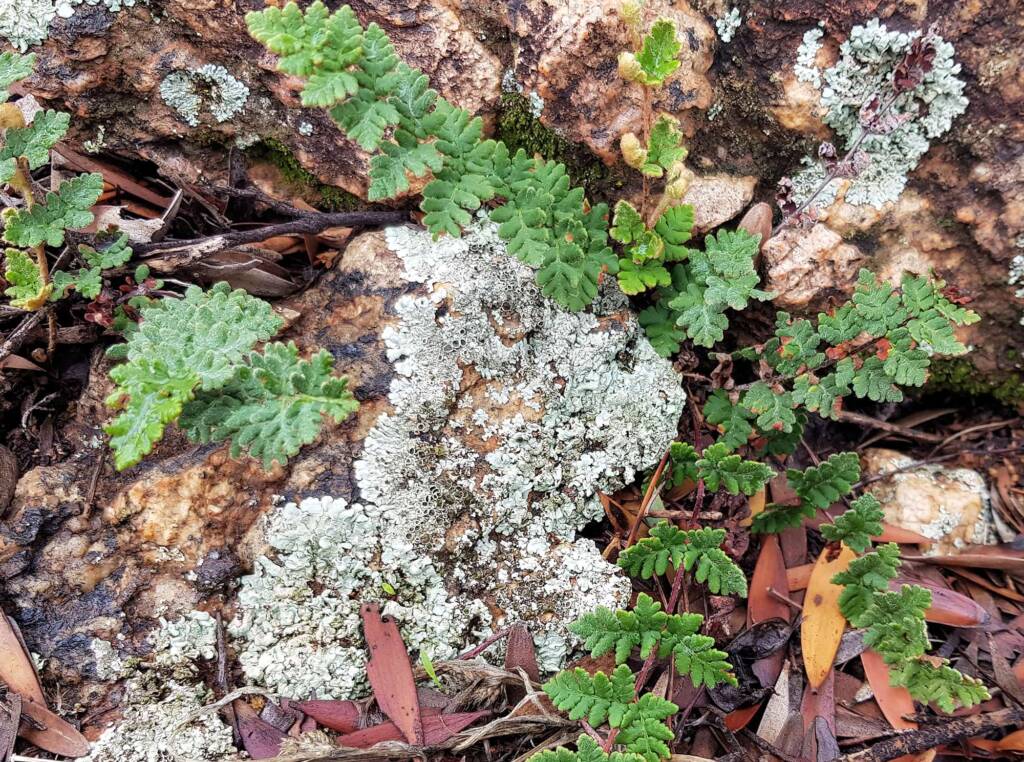 Resurrection Fern (Cheilanthes lasiophylla)