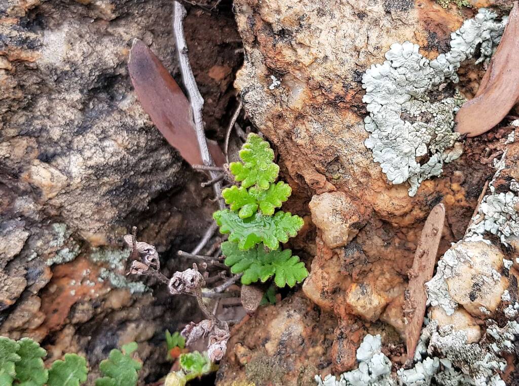 Resurrection Fern (Cheilanthes lasiophylla)