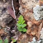 Resurrection Fern (Cheilanthes lasiophylla)