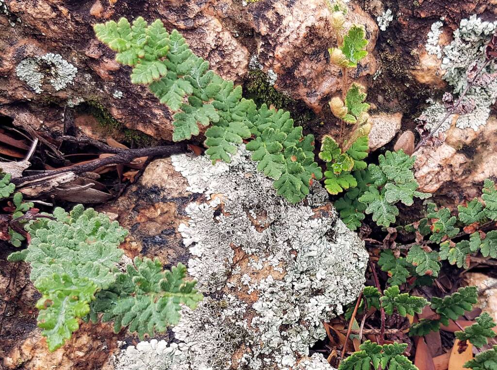Resurrection Fern (Cheilanthes lasiophylla)
