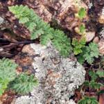 Resurrection Fern (Cheilanthes lasiophylla)