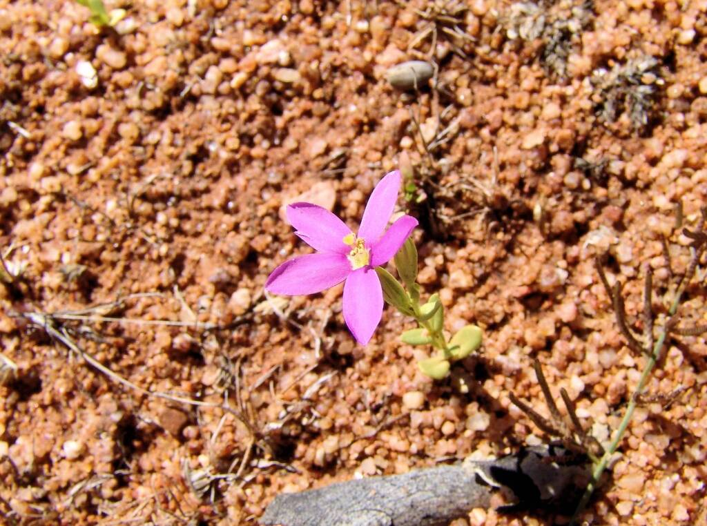 Spike Centaury (Schenkia australis), Ilparpa Claypans, Alice Springs