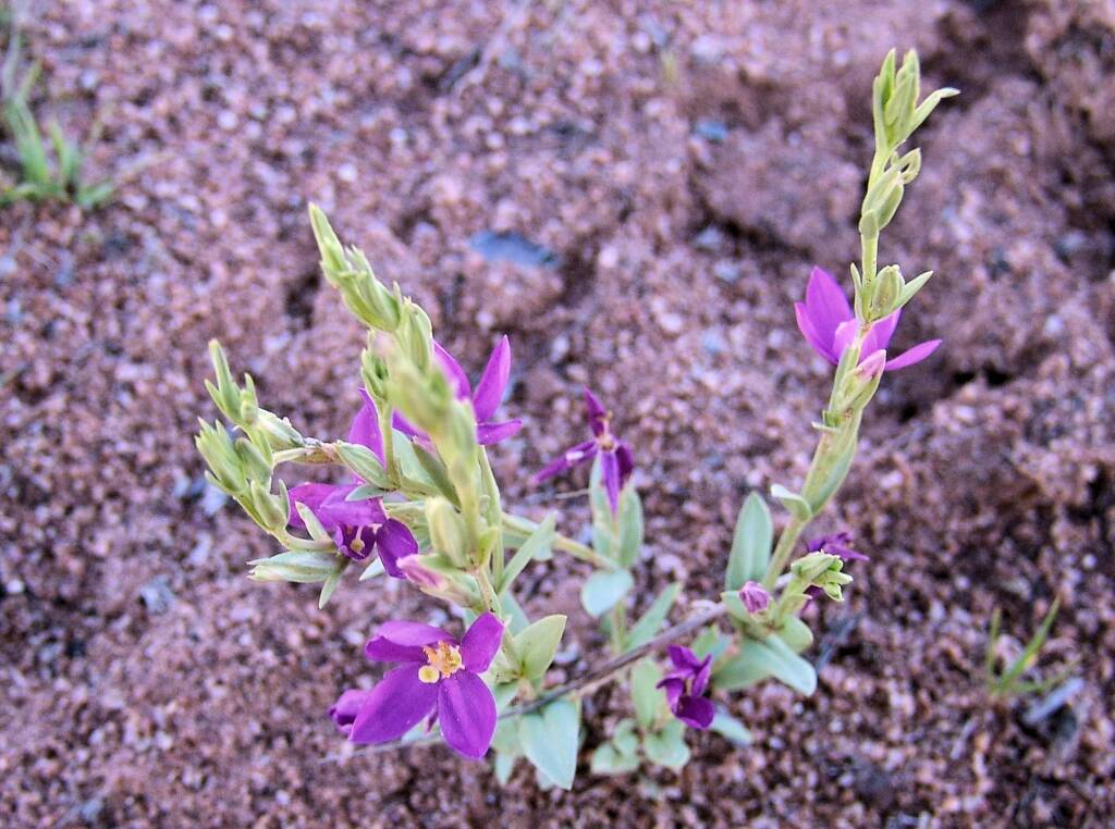 Spike Centaury (Schenkia australis), Ilparpa Claypans, Alice Springs