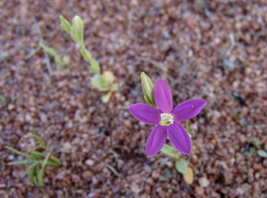 Spike Centaury (Schenkia australis), Ilparpa Claypans, Alice Springs