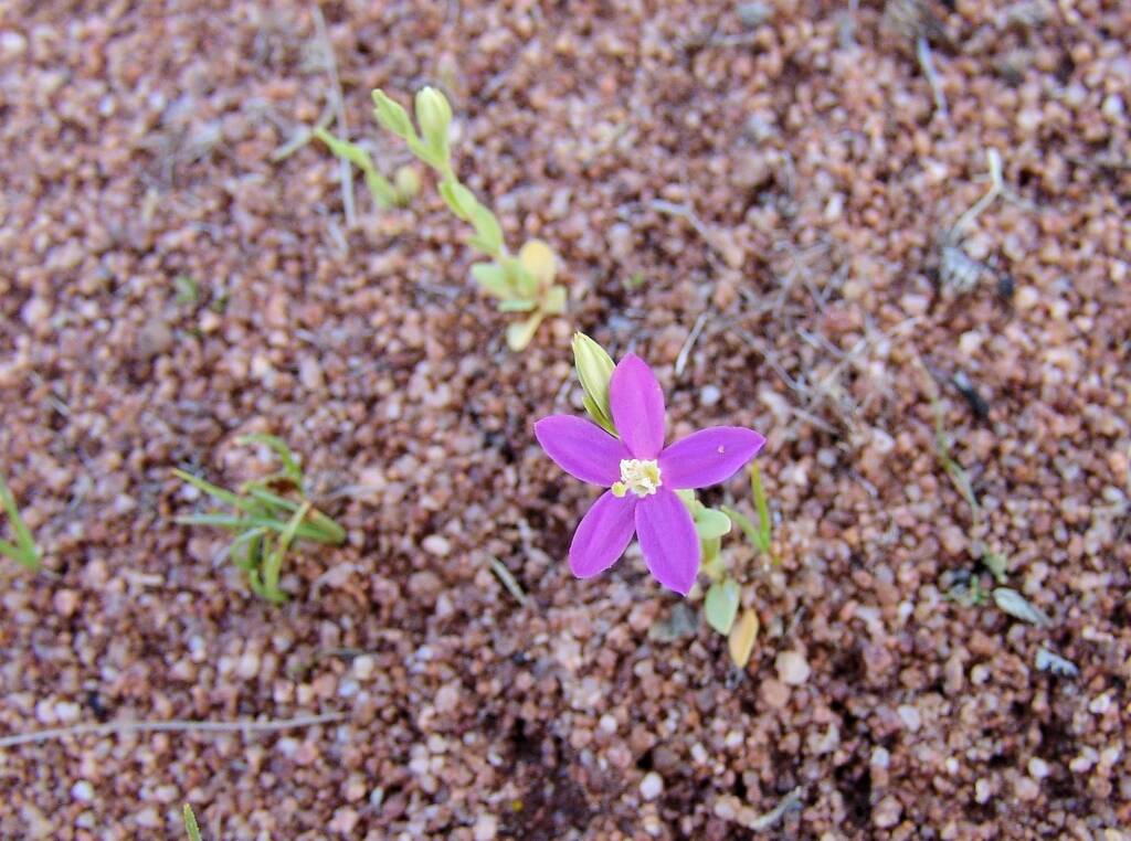 Spike Centaury (Schenkia australis), Ilparpa Claypans, Alice Springs