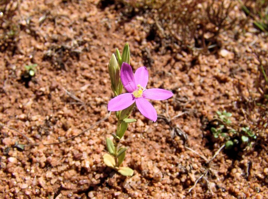 Spike Centaury (Schenkia australis), Ilparpa Claypans, Alice Springs