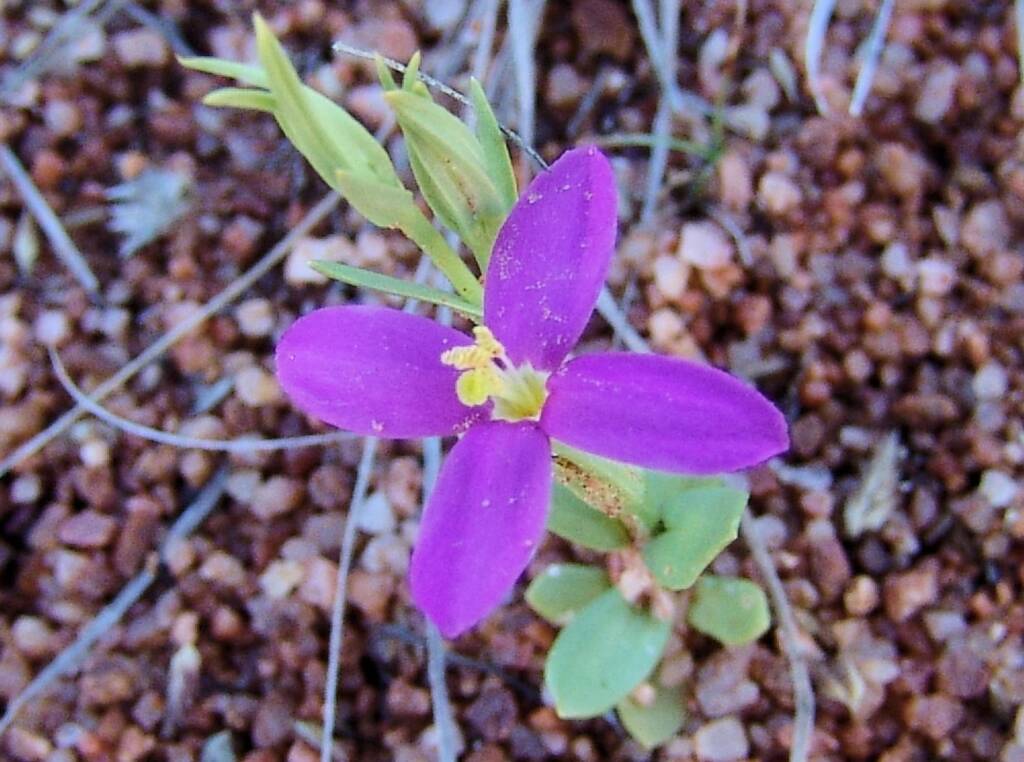 Spike Centaury (Schenkia australis), Ilparpa Claypans, Alice Springs
