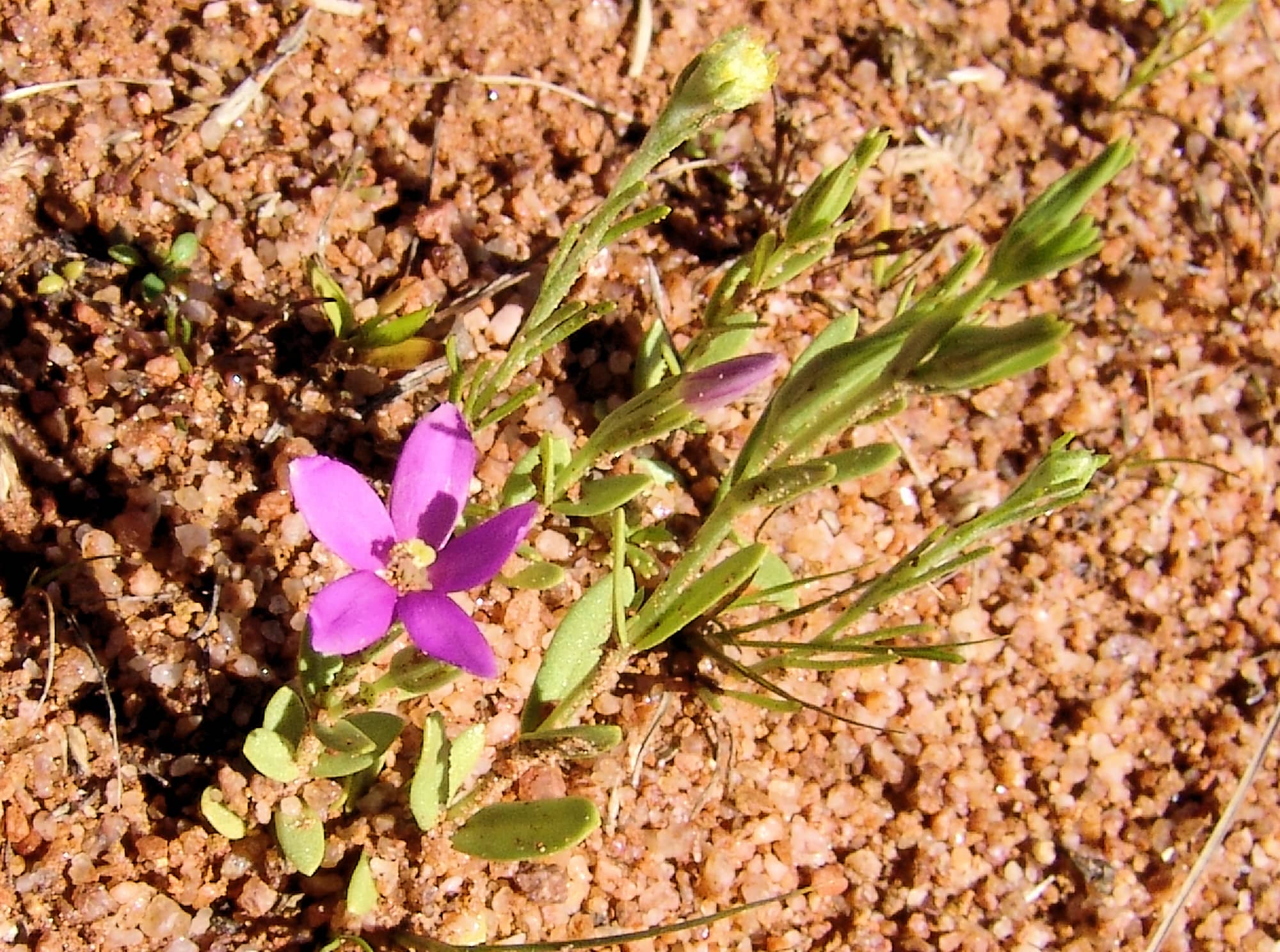 Spike Centaury (Schenkia australis), Ilparpa Claypans, Alice Springs