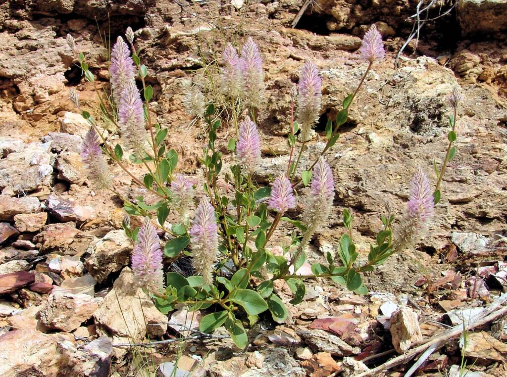 Tall Mulla Mulla (Ptilotus exaltatus)