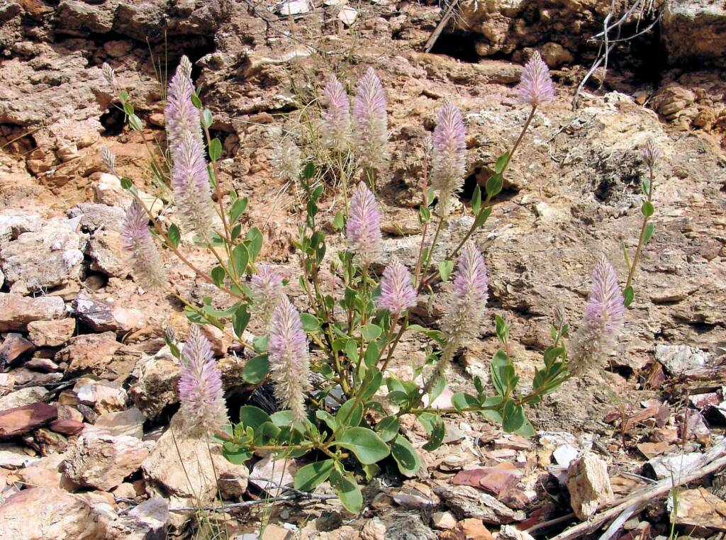 Tall Mulla Mulla (Ptilotus exaltatus)