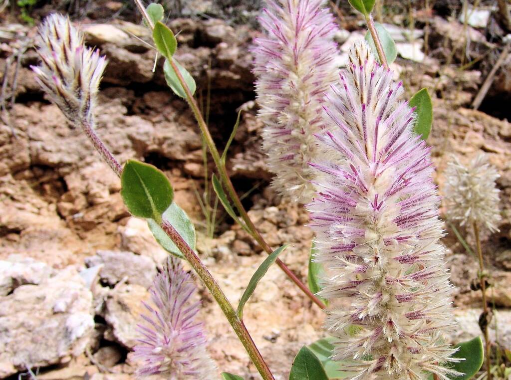 Tall Mulla Mulla (Ptilotus exaltatus)