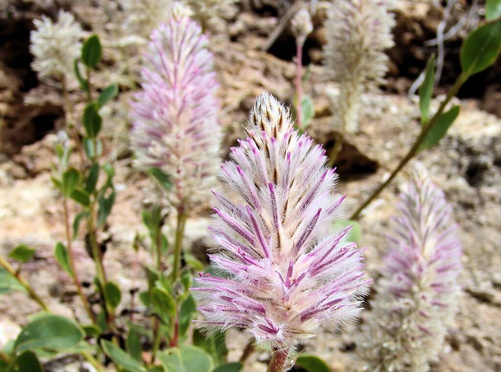 Tall Mulla Mulla (Ptilotus exaltatus)