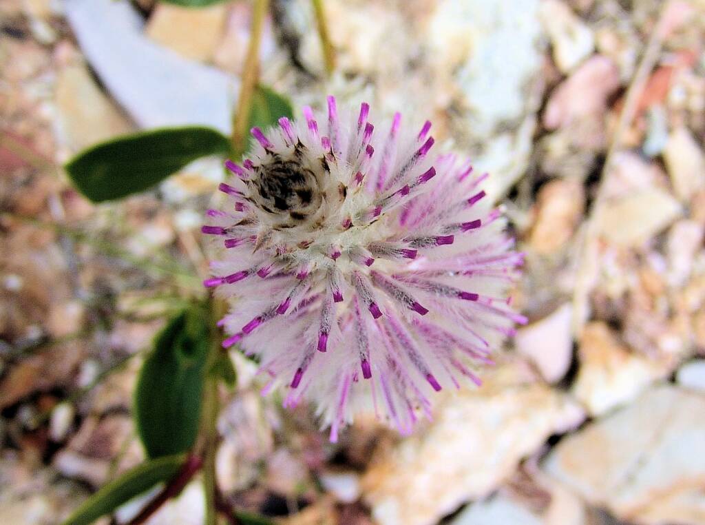 Tall Mulla Mulla (Ptilotus exaltatus)