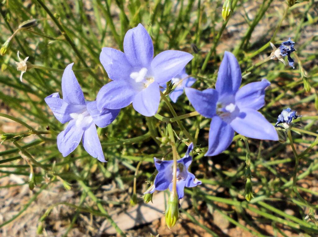 Australian Bluebell (Wahlenbergia gracilis), Alice Springs, NT