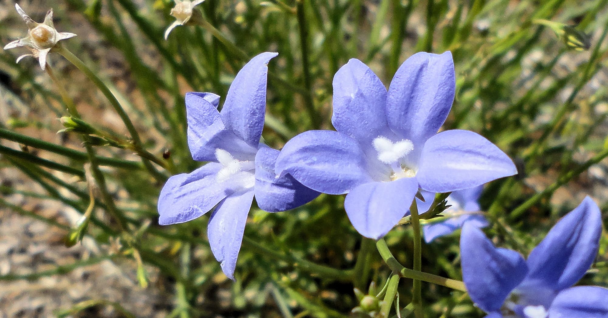 Australian Bluebell (Wahlenbergia gracilis), Alice Springs, NT