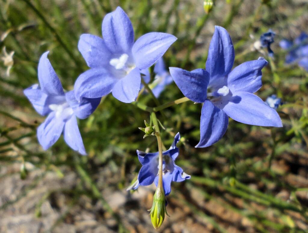 Australian Bluebell (Wahlenbergia gracilis), Alice Springs, NT