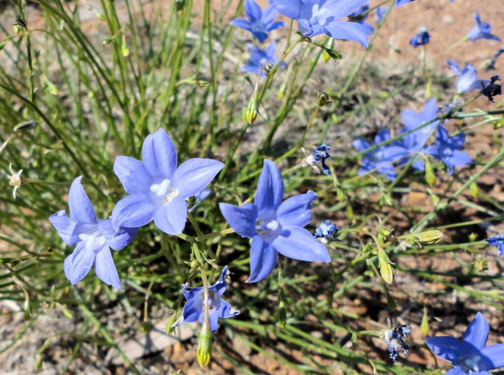 Australian Bluebell (Wahlenbergia gracilis), Alice Springs, NT