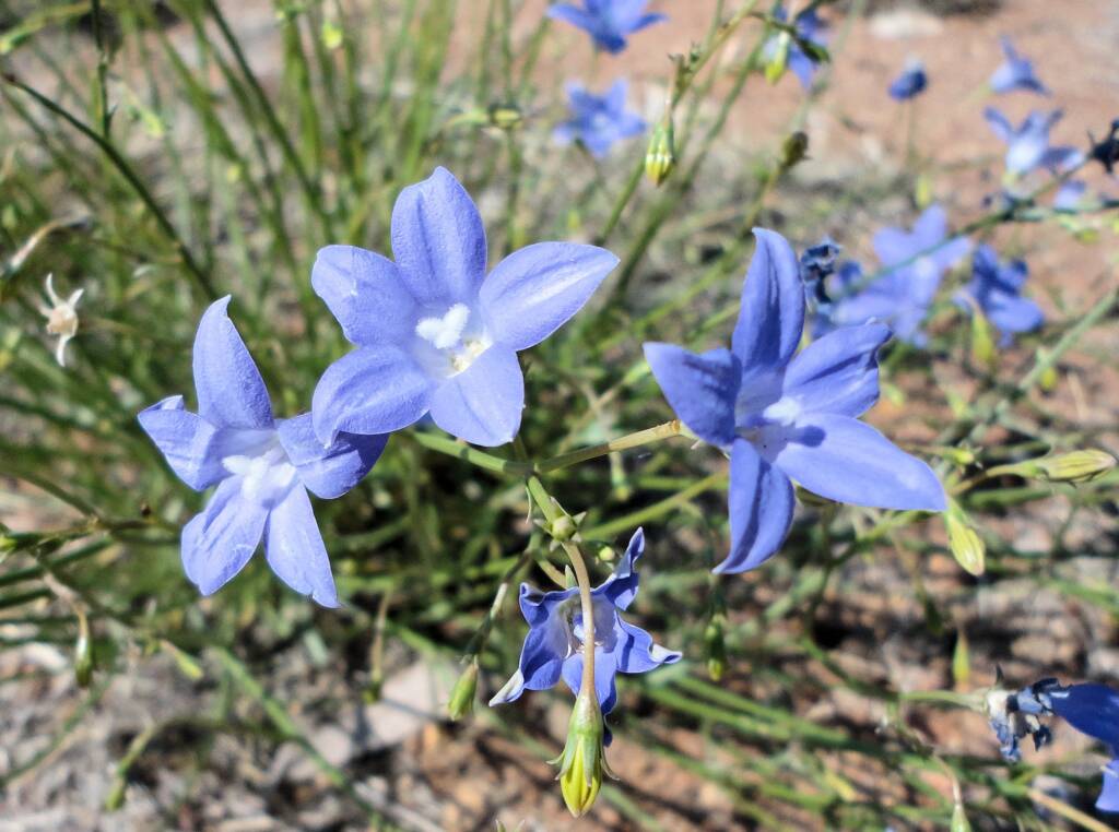 Australian Bluebell (Wahlenbergia gracilis), Alice Springs, NT