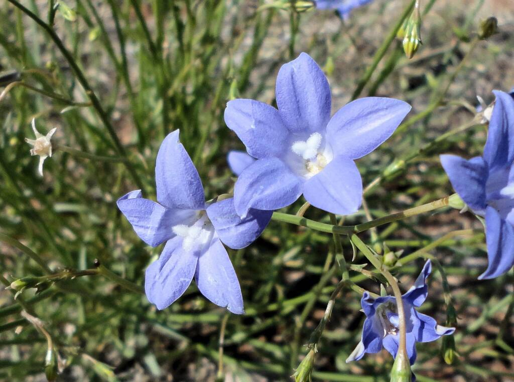 Australian Bluebell (Wahlenbergia gracilis), Alice Springs, NT