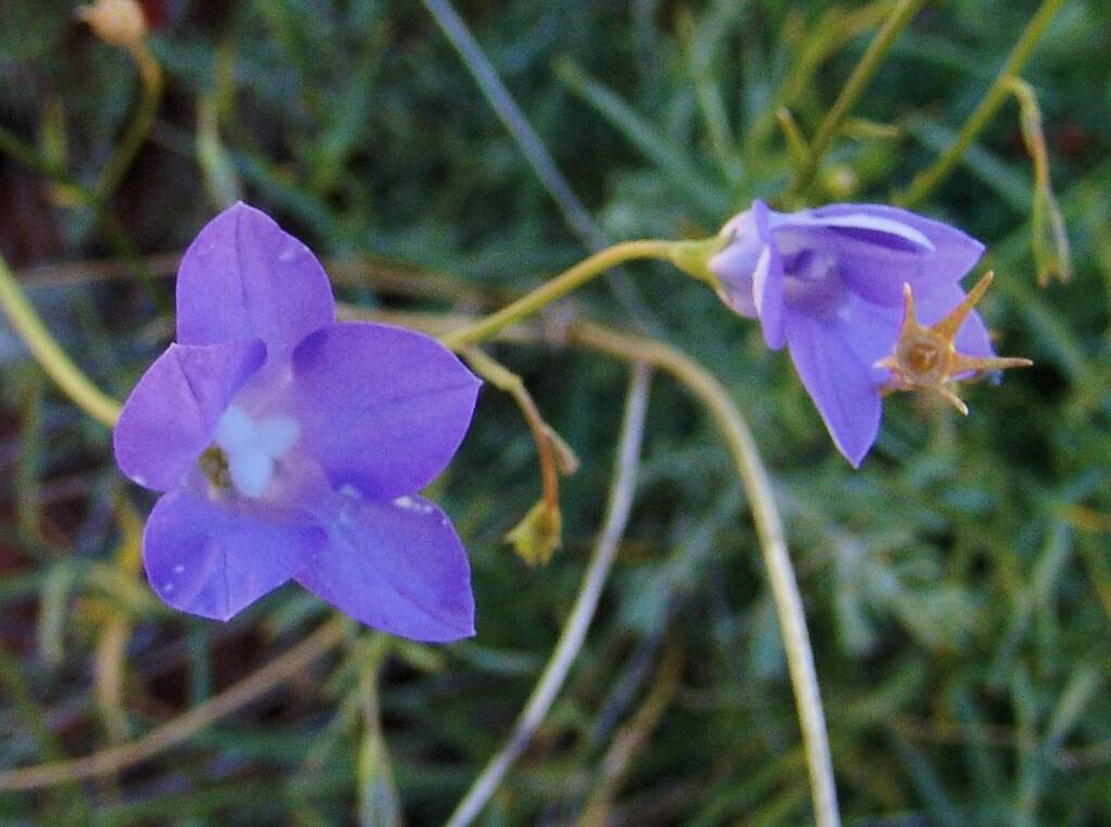Australian Bluebell (Wahlenbergia gracilis), Alice Springs, NT