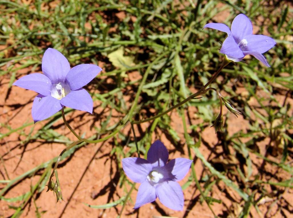 Australian Bluebell (Wahlenbergia gracilis), Tanami Road